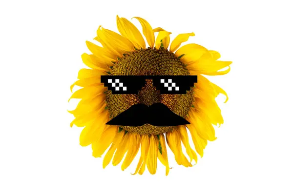 Blomstrende Gul Solsikke Med Svarte Briller Bart Nærbilde Isolert Hvit – stockfoto