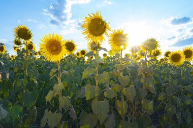 Kırsaldaki bir tarlada sarı ayçiçekleri açıyor. Tarım, tarım ve sebze yağı üretimi kavramı