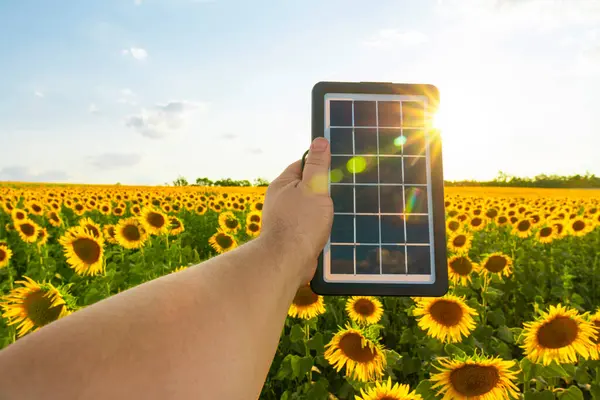 Gün batımında bir ayçiçeği tarlasının arka planında el ele taşınabilir güneş paneli. Alternatif, yeşil ve güneş enerjisi kavramı