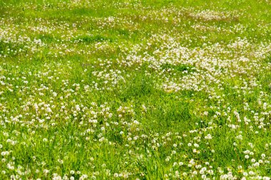 Canlı yeşil bir çayır ya da tarla tamamen sayısız tüylü beyaz karahindiba tohumu başıyla kaplıydı. Rüzgâr tarafından savrulmaya hazırdı.