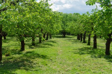 Güneşli bir günde, parçalı bulutlu bir gökyüzünde yeşil ağaçlar arasında uzanan biçilmiş yolun huzurlu bir manzarası.
