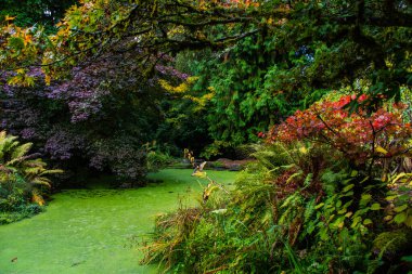 Washington Park Botanik Bahçesi, Seattle, Washington, Güz 2022