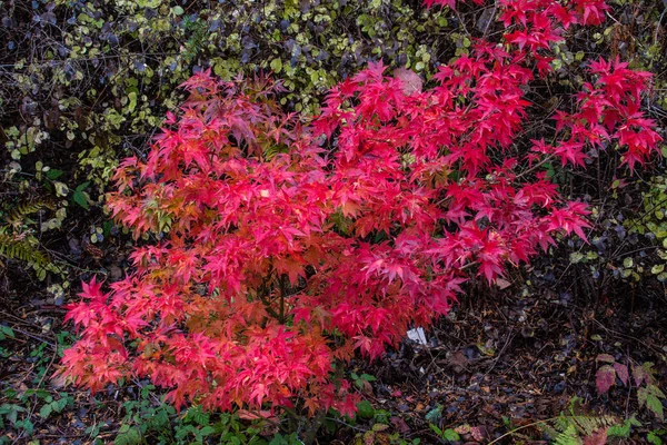 Taget Washington Park Arboretum Seattle Washington Hösten 2022 — Stockfoto
