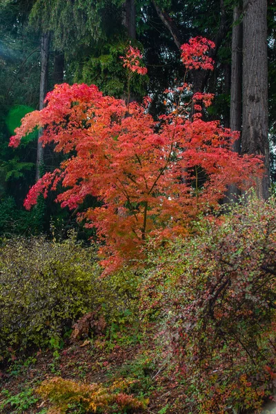 Taken Washington Park Arboretum Seattle Washington Fall 2022 — Stock Photo, Image
