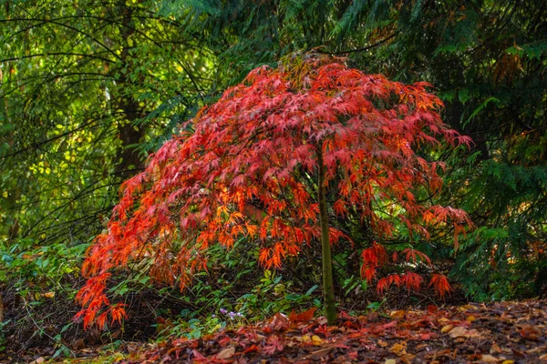Zrobione Washington Park Arboretum Seattle Waszyngton Jesień 2022 — Zdjęcie stockowe