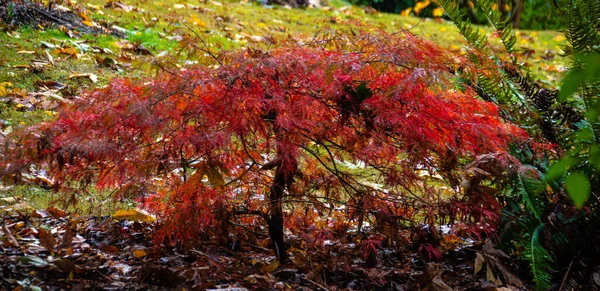 Tomado Washington Park Arboretum Seattle Washington Outono 2022 — Fotografia de Stock