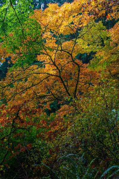 Снято Washington Park Arboretum Сиэтл Вашингтон Осень 2022 Года — стоковое фото