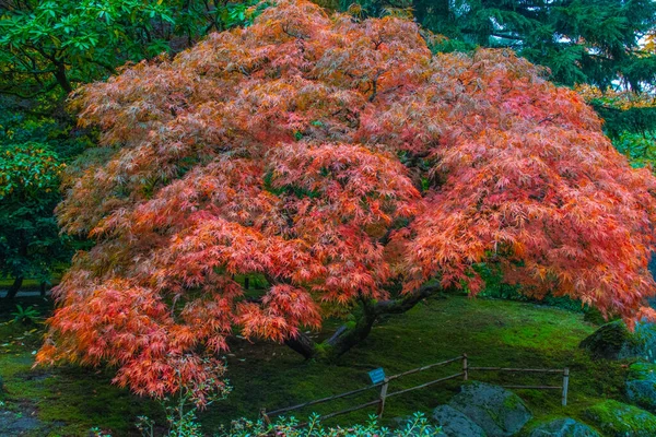 Aufgenommen Herbst 2022 Japanischen Garten — Stockfoto