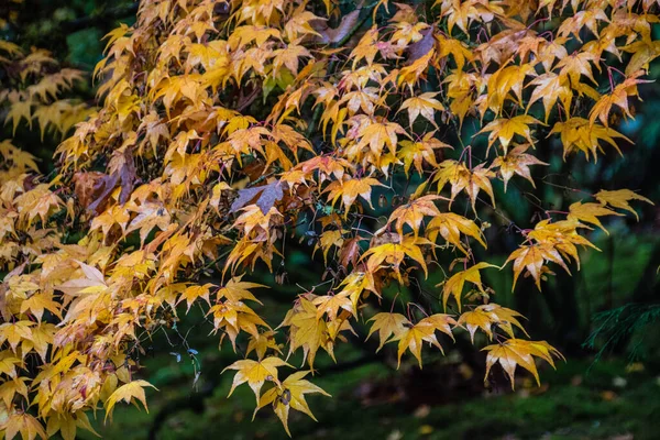 2022年秋に日本庭園で撮影 — ストック写真