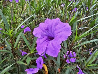 Bulanık arkaplanlı Mor Çiçeği kapat