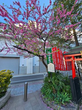 Parkın Gizli Mücevheri