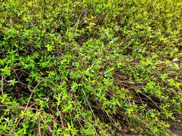 Зелене Листя Рослини Природі — стокове фото