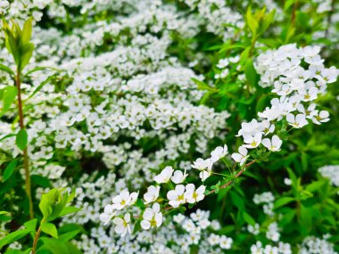 Beyaz kiraz çiçeği ağacı.