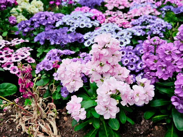 Blühende Eleganz Bunte Blütenblätter Japan — Stockfoto