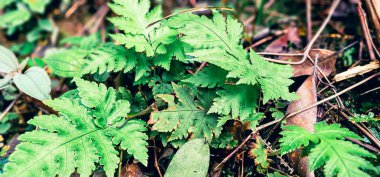 Fern 'in Serene Green Güzeli
