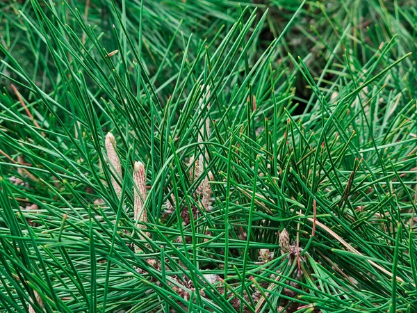 Closeup Pine Tree Japan Garden — Stock Photo, Image