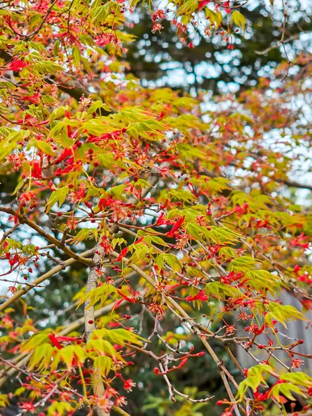 美しく明るい赤い花の木 — ストック写真
