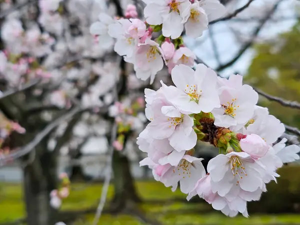 White Cherry Blossom Flower Tre — Stock Photo, Image