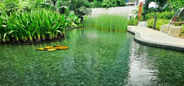 Park 'taki Huzur Göleti: Huzurlu Doğa Rahatlama Noktası