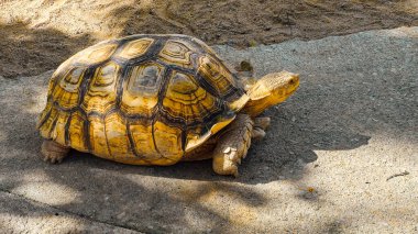 African spurred tortoise, Big Yellow Turtle, walking on the park pavement clipart