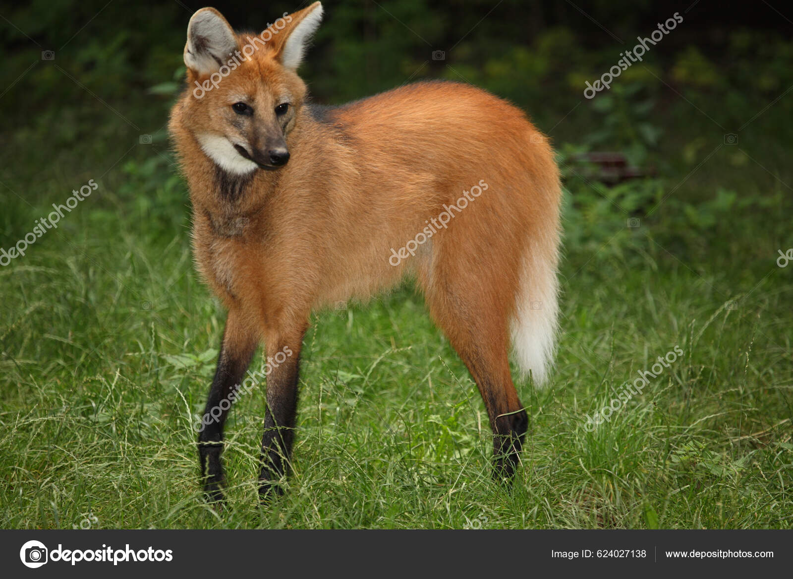 Maehnenwolf Maned Wolf Chrysocyon Brachyurus — Stock Photo