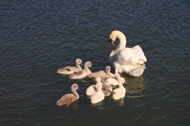 Hoeckerschwan / Dilsiz Kuğu / Kuğu Rengi