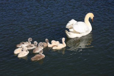 Hoeckerschwan / Dilsiz Kuğu / Kuğu Rengi