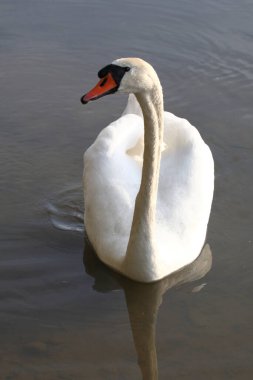 Hoeckerschwan / Dilsiz Kuğu / Kuğu Rengi
