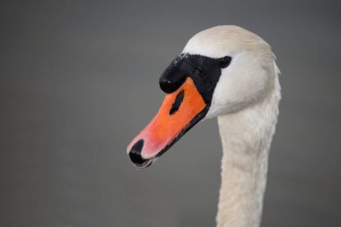 Hoeckerschwan / Dilsiz Kuğu / Kuğu Rengi