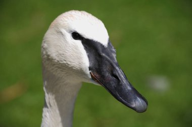 Trompeterschwan / Trompetçi Kuğu / Cygnus Bucccinator