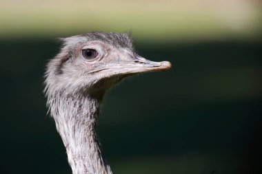 İğrenç Nandu / Büyük Rhea / Rhea americana 