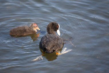 Blaesshuhn / Avrasyalı yaban ördeği / Fulica atra