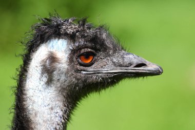 Grosser Emu / Emu / Dromaius noveabollandiae