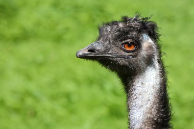 Grosser Emu / Emu / Dromaius noveabollandiae