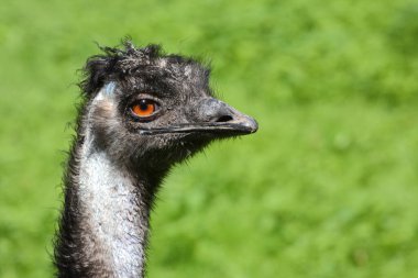 Grosser Emu / Emu / Dromaius noveabollandiae