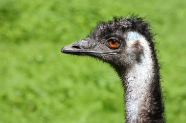 Grosser Emu / Emu / Dromaius noveabollandiae