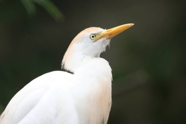 Mittelreiher / Sarı gagalı balıkçıl / Ardea intermedia