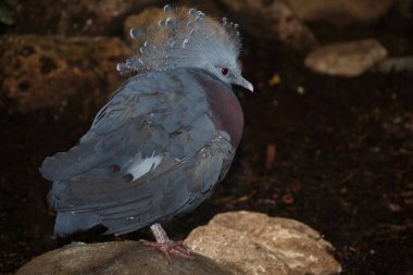 Faechertaube oder Victoria-Krontaube / Victoria taçlı güvercin / Goura victoria