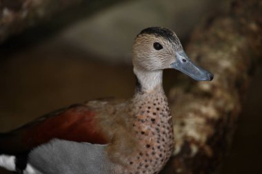 Rotschulterente / Ringed teal / Callonetta leucophrys