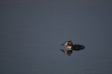 Gaensesaeger / Common merganser / Mergus merganser