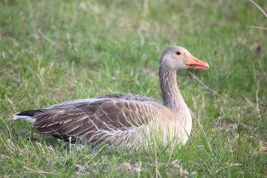 Graugans / Greylag kaz / Anser anser