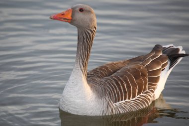 Graugans / Greylag kaz / Anser anser