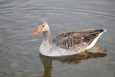 Graugans / Greylag kaz / Anser anser