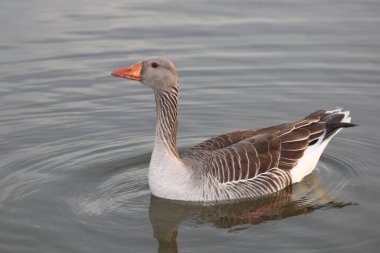 Graugans / Greylag kaz / Anser anser