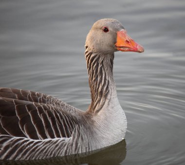 Graugans / Greylag kaz / Anser anser