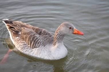 Graugans / Greylag kaz / Anser anser