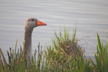 Graugans / Greylag kaz / Anser anser