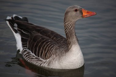 Graugans / Greylag kaz / Anser anser