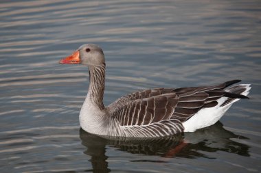 Graugans / Greylag kaz / Anser anser