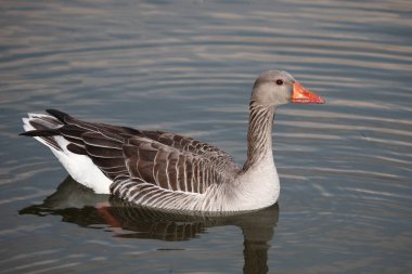 Graugans / Greylag kaz / Anser anser